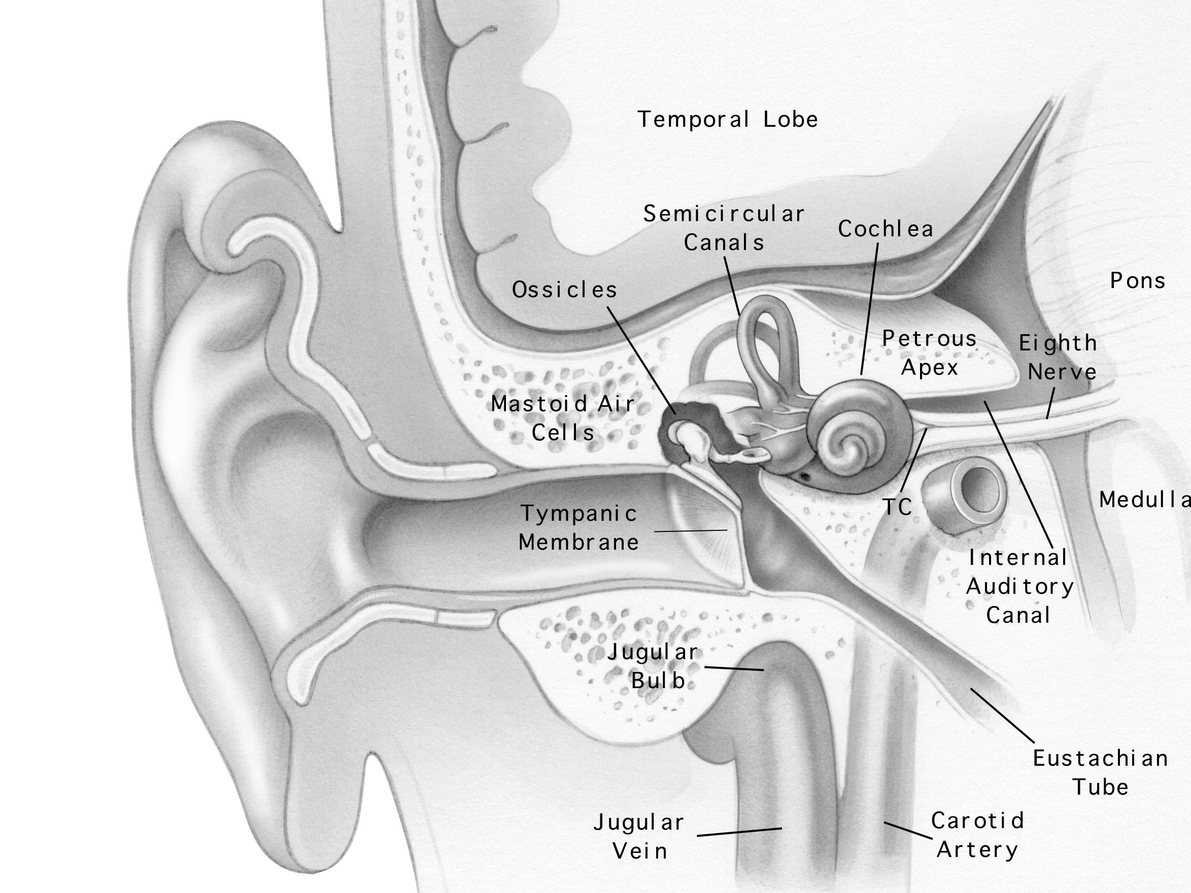 Surgical Anatomy | Jackler Collection | Volumes | The Surgical Anatomy | Jackler Collection | Volumes | The
